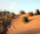 16 июня – День защиты от опустынивания и засухи
