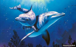4 июля – Международный день дельфинов-пленников