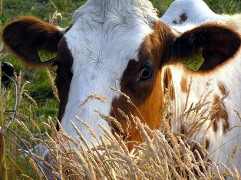 2 октября – Всемирный день сельскохозяйственных животных