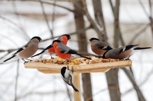 В нашем сердце есть и для птиц тепло: советует библиограф
